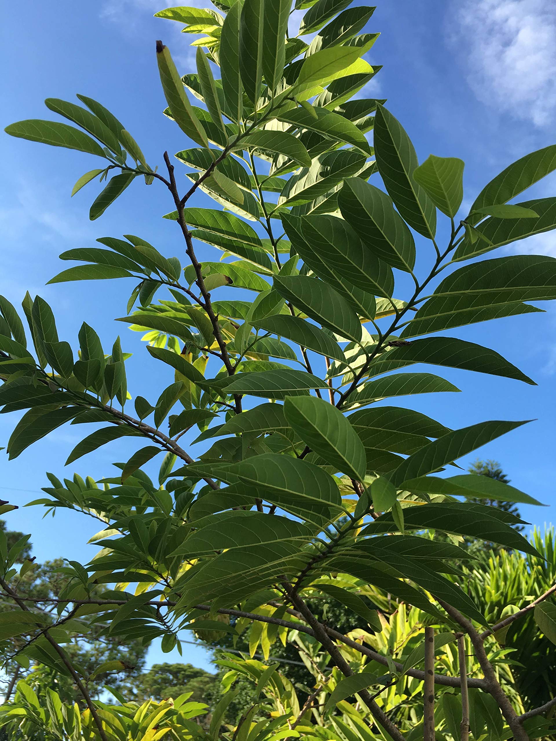 Fresh Guava leaves -3 oz - Organic (No pesticides or chemical sprays) - Fresh from Florida