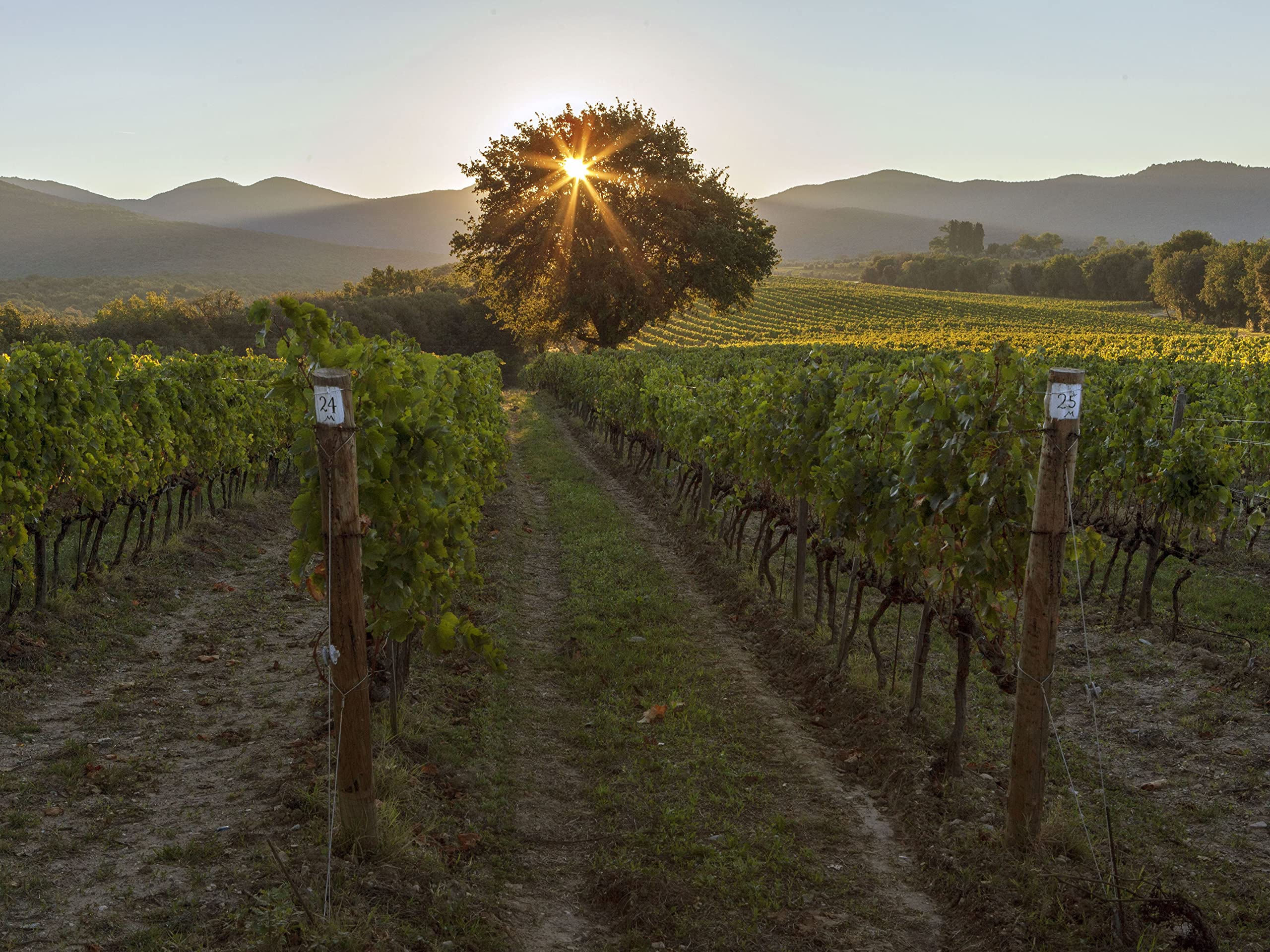 Ornellaia La Proporzione Bolgheri DOC Superiore Rosso 2020 (0.75 l)