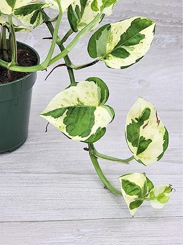 Miniatura 8 de Pothos N'Joy - Epipremnum aureum - Plantas vivas, plantas de interior (maceta de 4 pulgadas) por 3exoticgreen