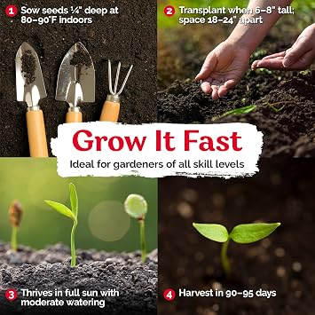 KVITER 25 Sweety Drop Peppers Seeds (Capsicum Chinense) Pimenta Biquinho, Chupetinho, Pimenta de Bico, Little Red Tear Drop Peppers Heirloom Red Pepper Vegetable Seeds for Outdoor & Indoor Garden