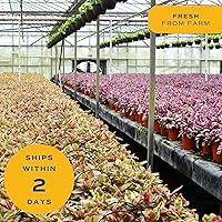 Vista 8 de Costa Farms Aloe Vera, Planta Interior Viva, de 12 a 14 pulgadas de alto, 2 Paquetes, Fresco de Nuestra Granja