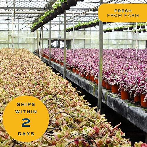 Miniatura 8 de Costa Farms - Maceta de cerámica