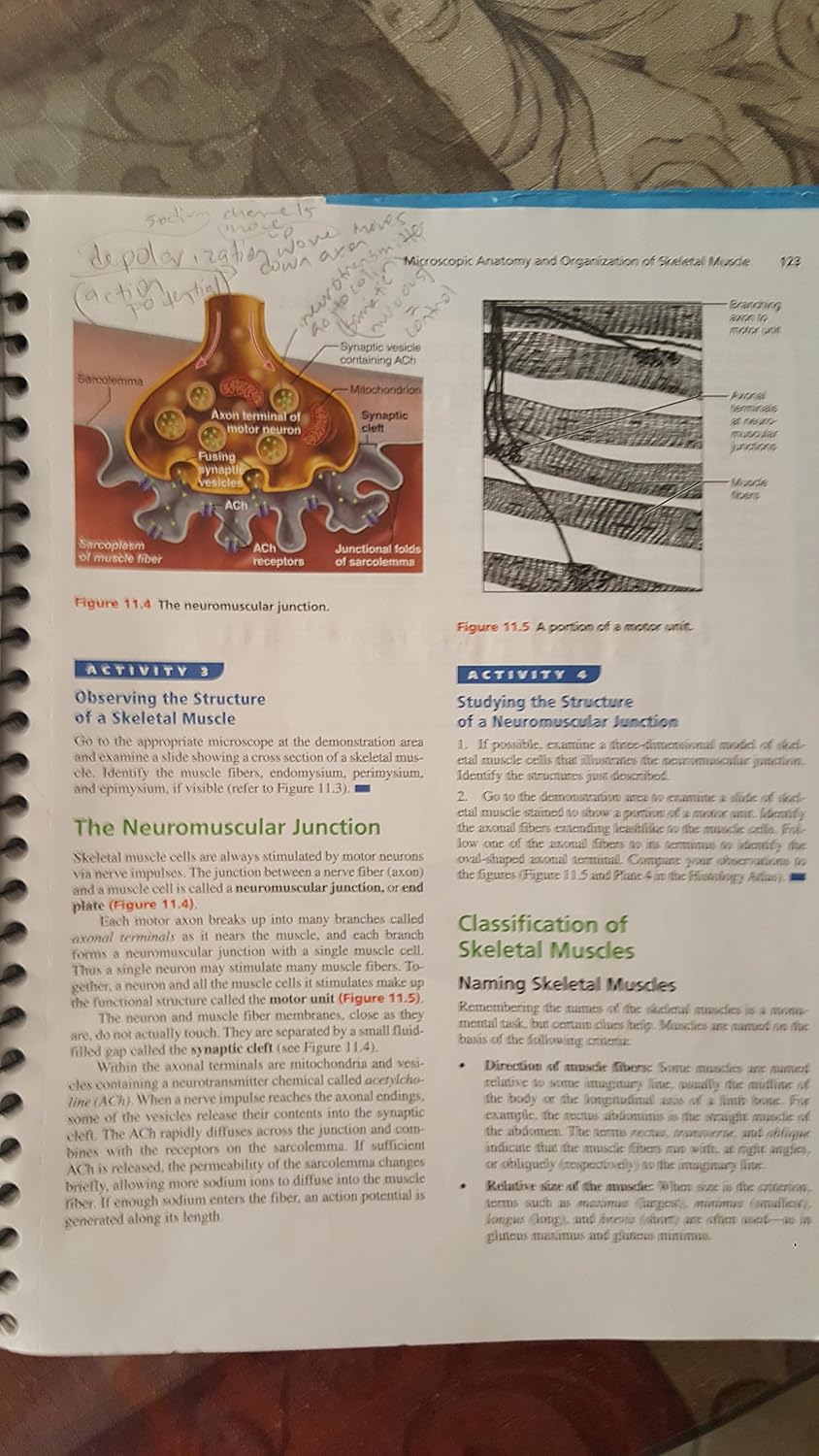 Page from the Laboratory Manual showing diagrams of the neuromuscular junction and skeletal muscle, alongside text for Activity 5 and 6.