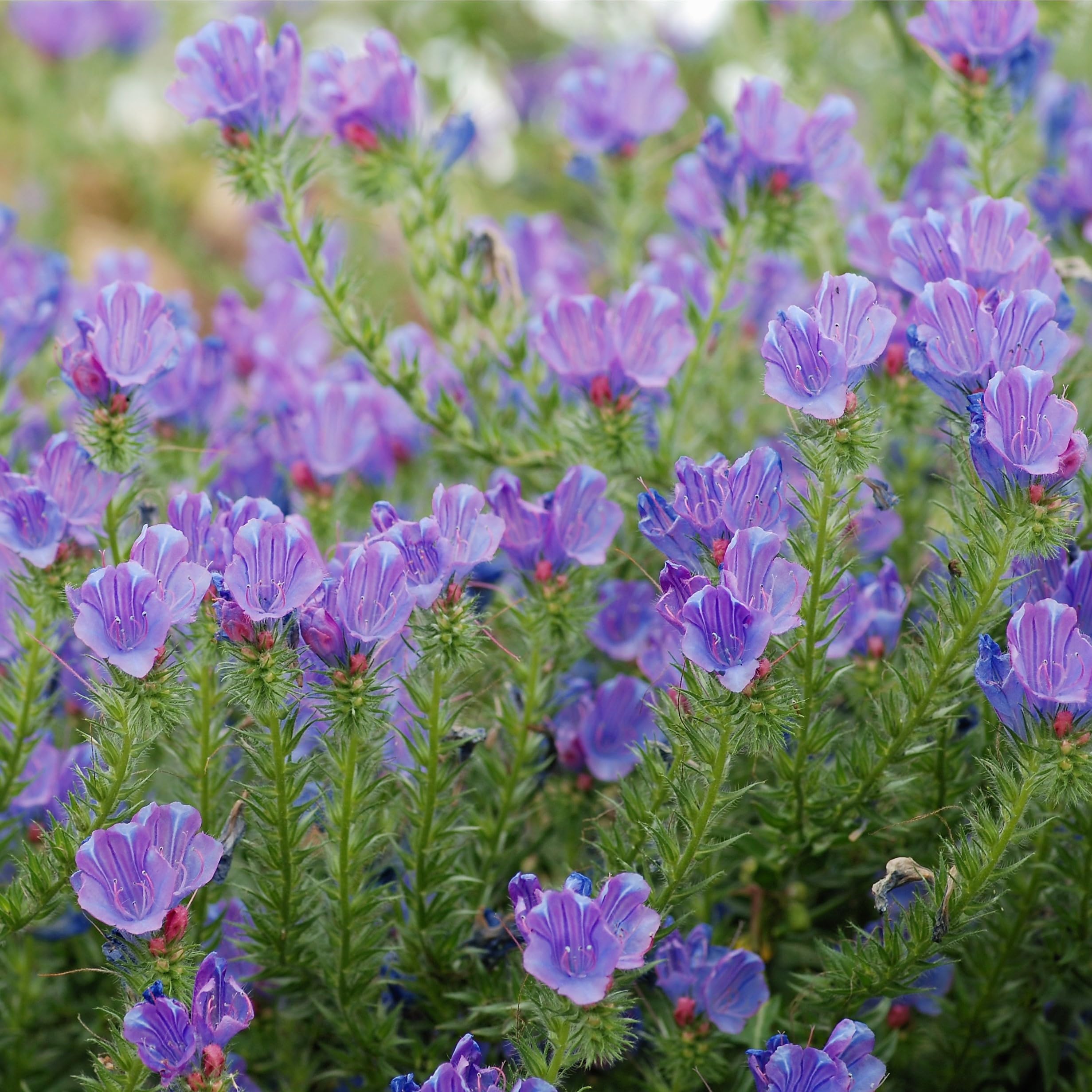 Wegerichblättriger Natternkopf (Echium plantagineum) Samen. Bienenweide (20000 Samen = 60,0g)