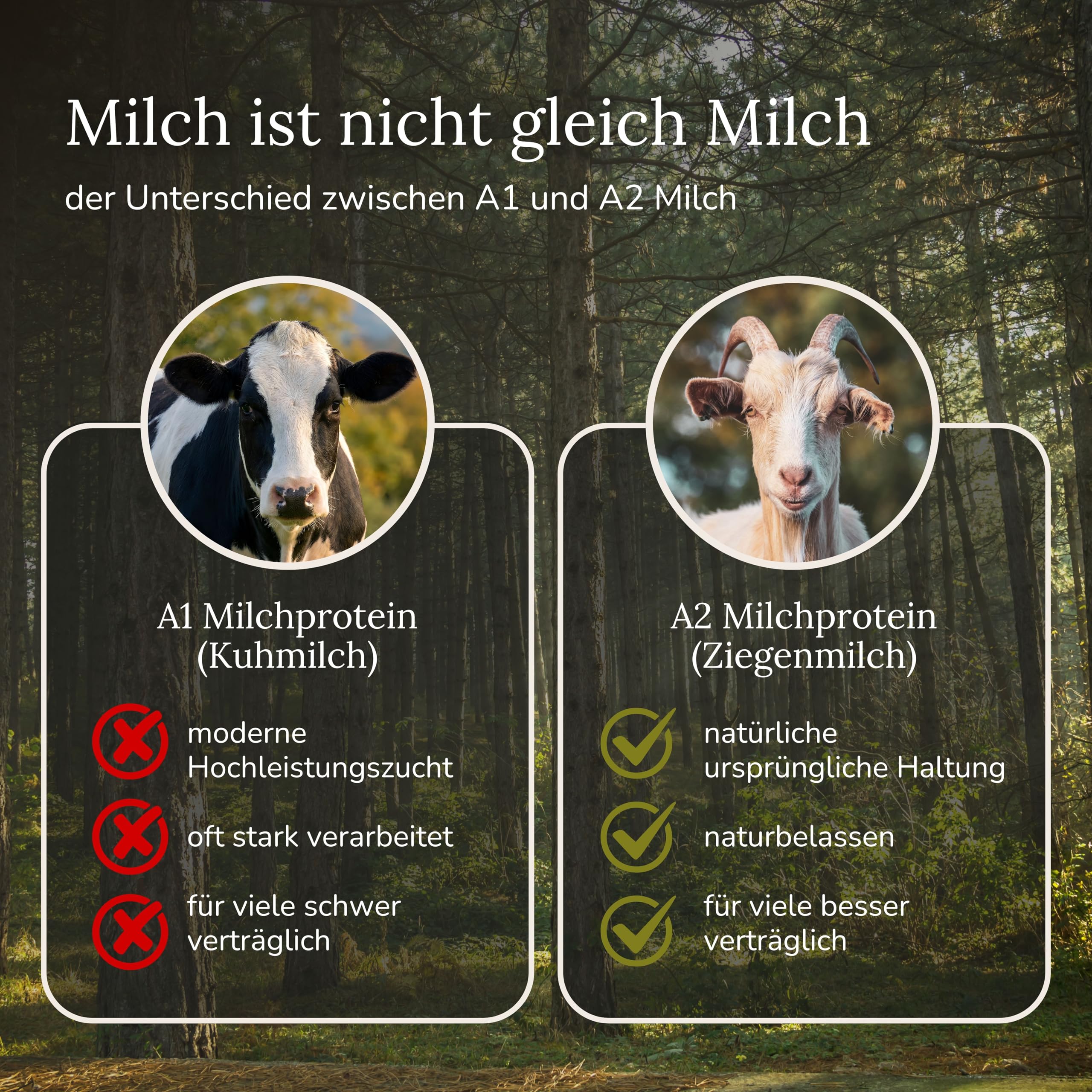 LYKAIA A2 Ziegen Protein 300 g - natürliches Proteinpulver ohne Zusatzstoffe aus 100% A2 Milch. Hochwertig und gut verträglich wegen ursprünglicher A2 Struktur - neutral und cremig