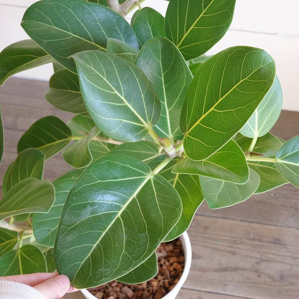 Amazon.co.jp: フィカス ベンガレンシス 観葉植物 本物 ホワイトセラ Amazon.co.jp: フィカス ベンガレンシス 観葉植物 本物 ホワイトセラ