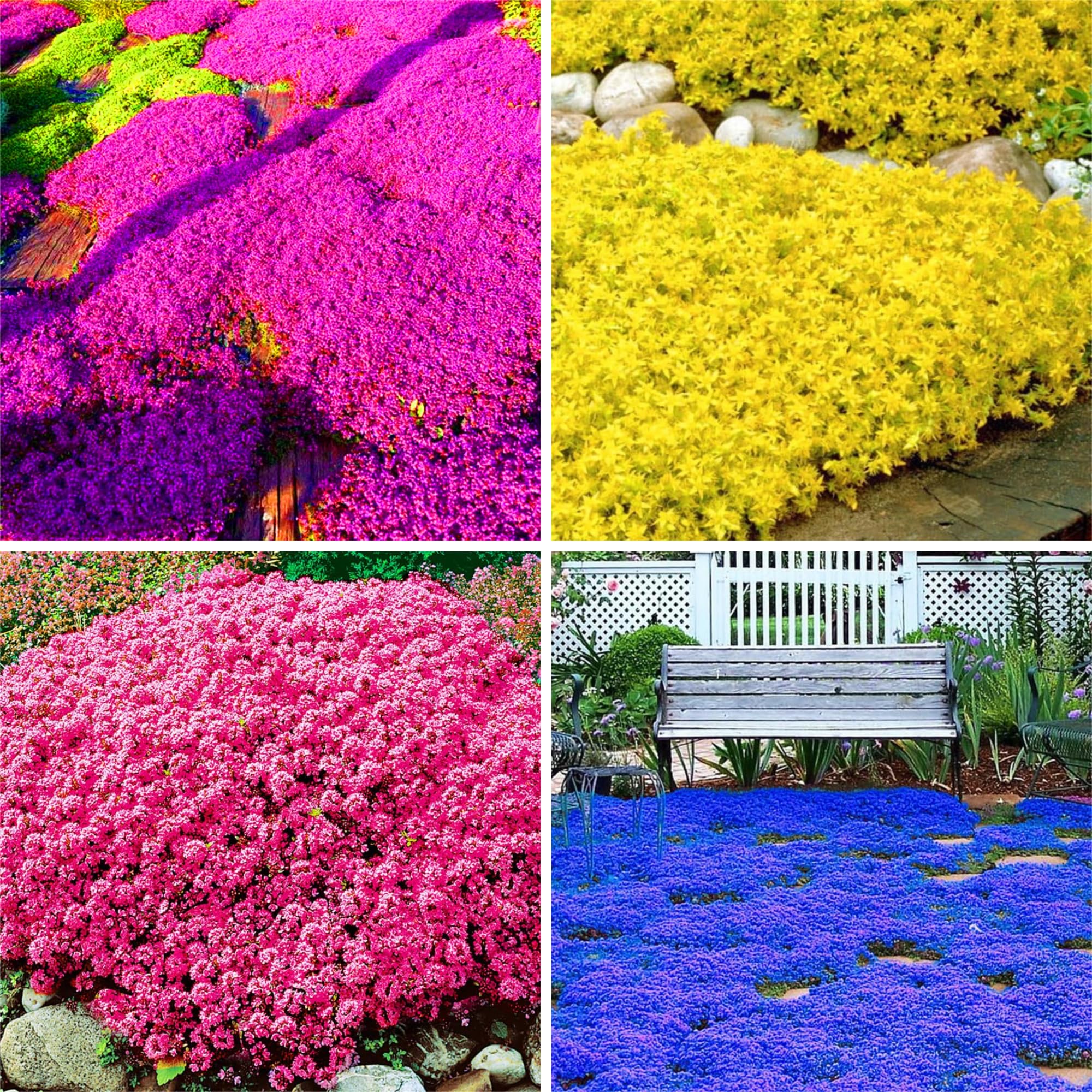 Generic 5000+ Mix Creeping Thyme Seeds Ground Cover for Planting - 4 Thymus Serpyllum Heirloom Blue, Purple, White, Red, Green, Yellow Beautiful Perennial Flower
