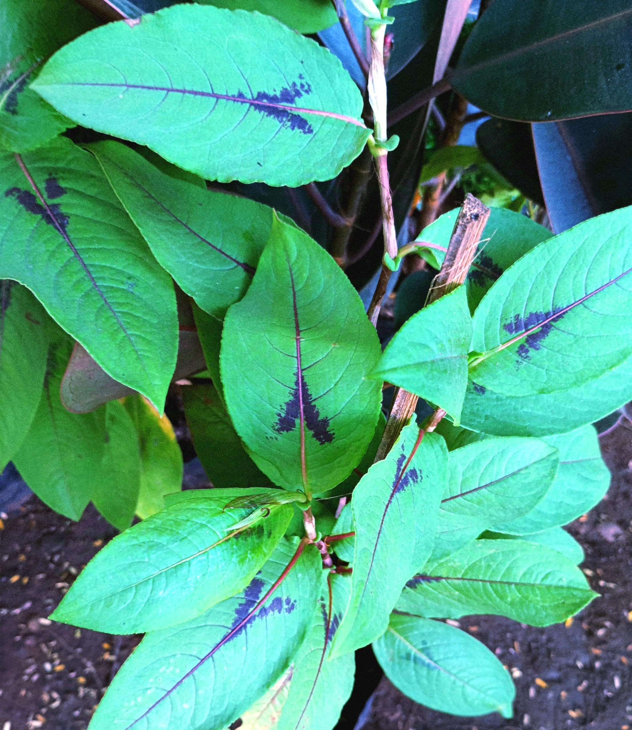 NATURE WORLD PREMIUM FULLY ORGANIC AYURVEDIC MEDICINAL NALLA ESWARI  ARISTOLOCHIA INDICA HEALTHY LIVE PLANT FOR THIS PLANTIS AN ANTI DOTE FOR  VENOMOUS SNAKE BITES SCORPION BITES AND MAD DOG BITES : Amazon.in: