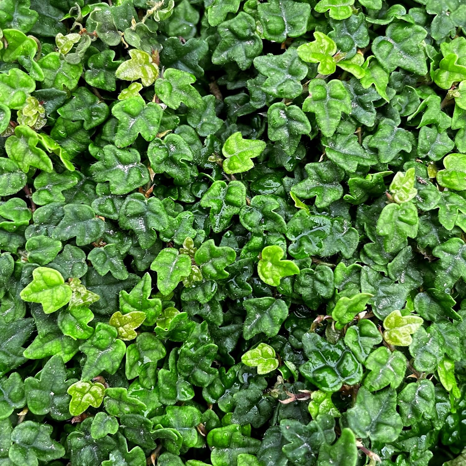 Ficus Pumila Quercifolia | 10 Live Plants | Oak Leaf Creeping Fig, Easy-Care Indoor/Outdoor Trailing Vine Plant, Perfect for Walls and Ground Cover