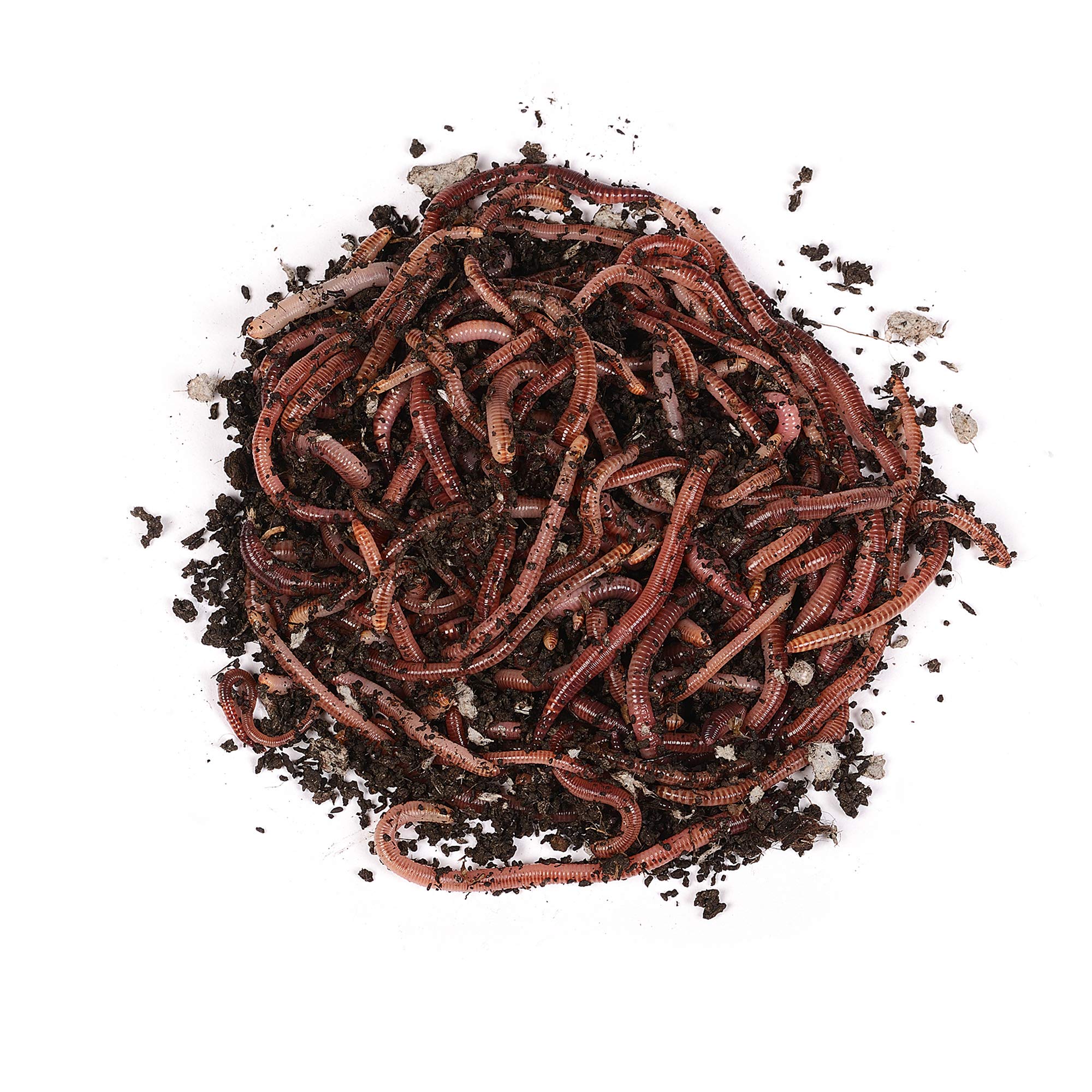 natursache I Futterwürmer Set - Mittelgross - für die Aufzucht von Fischen, Vögeln, Amphibien, Reptilien und Säugetieren (1kg)
