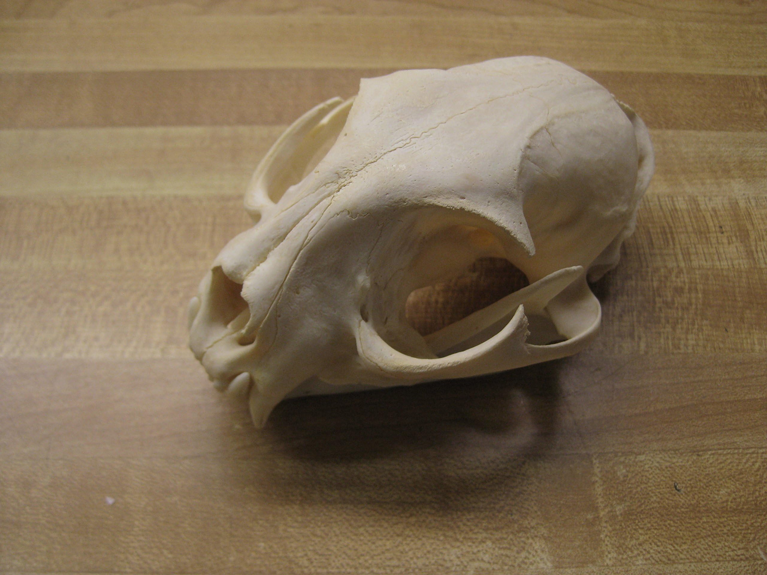Real Bone Bobcat Skull.