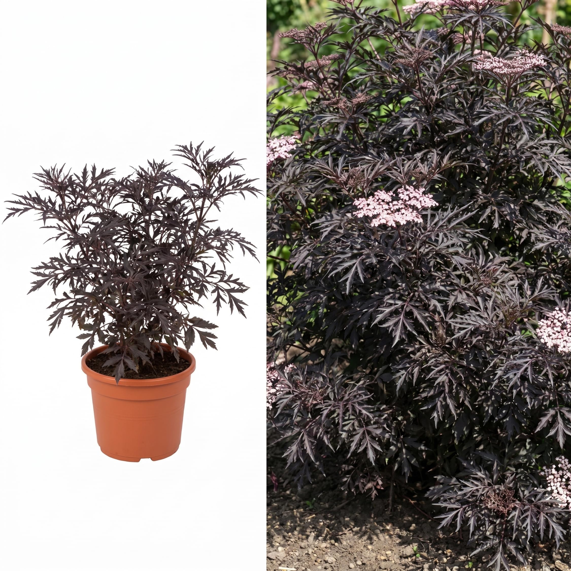 Sambucus Laced Up Plant in 3Ltr Pot – Ornamental Elderberry Shrub with Feathery Foliage, Hardy & Fast Growing, Ideal for Gardens, Borders & Wildlife – Bee Friendly, Deciduous Perennial Shrub