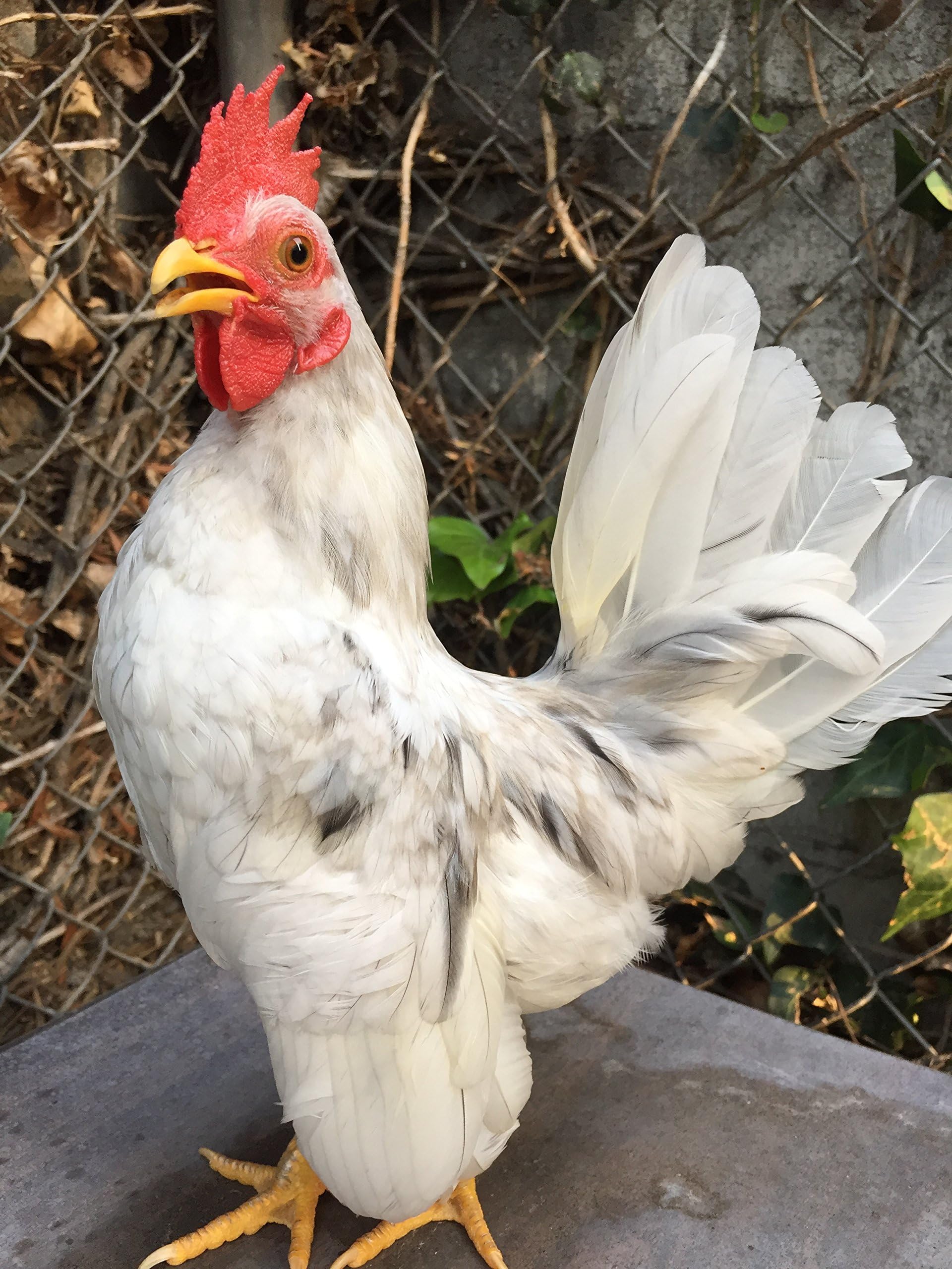 SERAMA PAIR TOP OF THE LINE