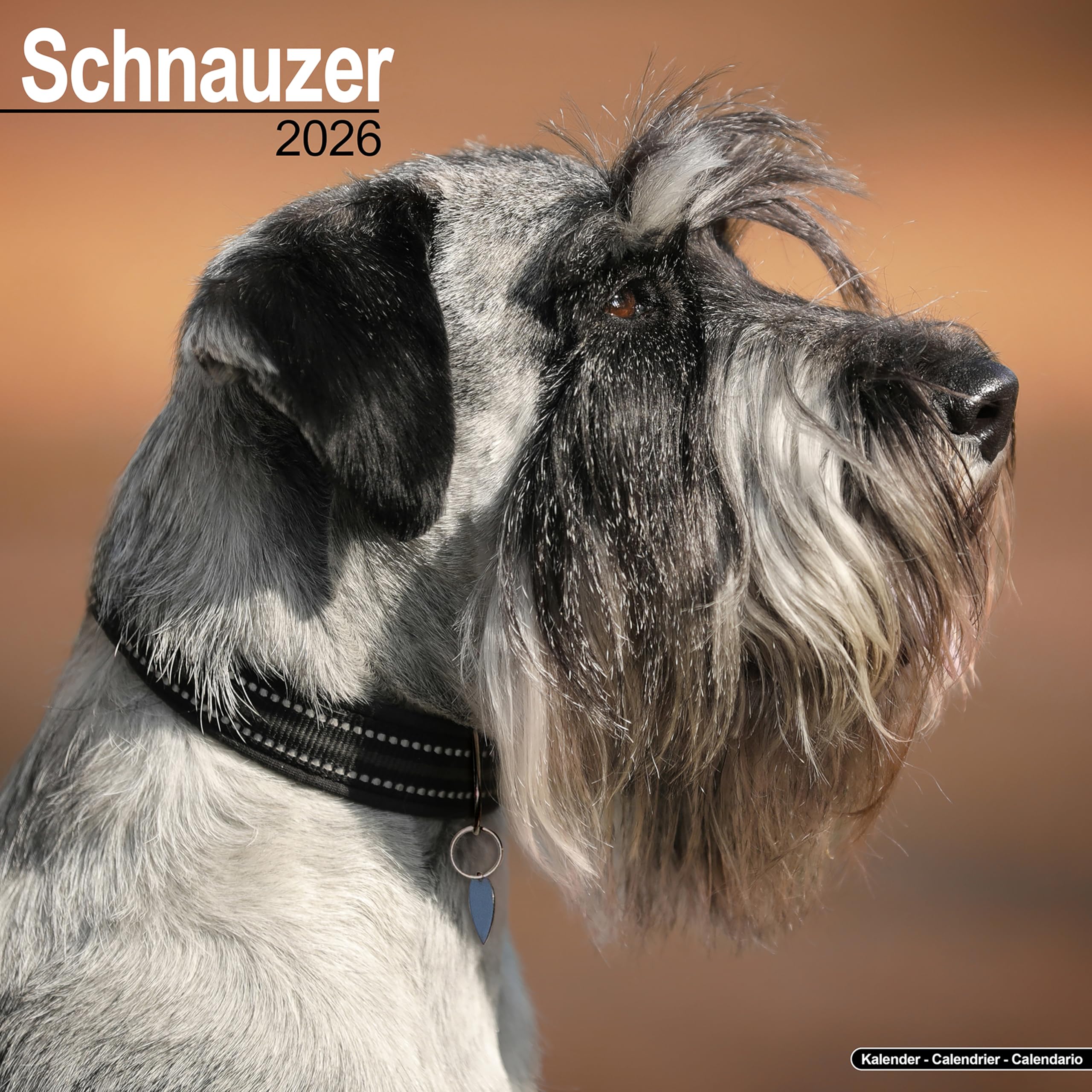 Schnauzer 2026 Calendar | Square Wall Calendar | Dog Breed Gift | Plastic Free Packaging | by Avonside Publishing