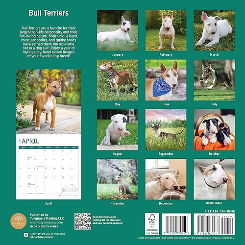 Miniatura 2 de Bright Day - Calendario mensual de pared 2024 de Bull Terriers, 12 x 12 pulgadas