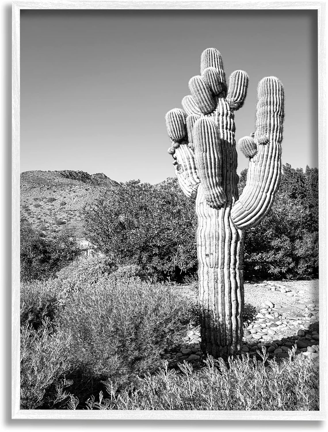 Stupell Industries 16 X ウォールアート カーソンによるデザイン キャニオン サボテン ビル フレーム 厚い 白 砂漠 風景 黒 オンラインショップ 厚い