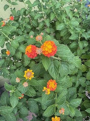 Vista 3 de 30 Lantana Camara, bandera española, Lantana de las Indias Occidentales, semillas de lava