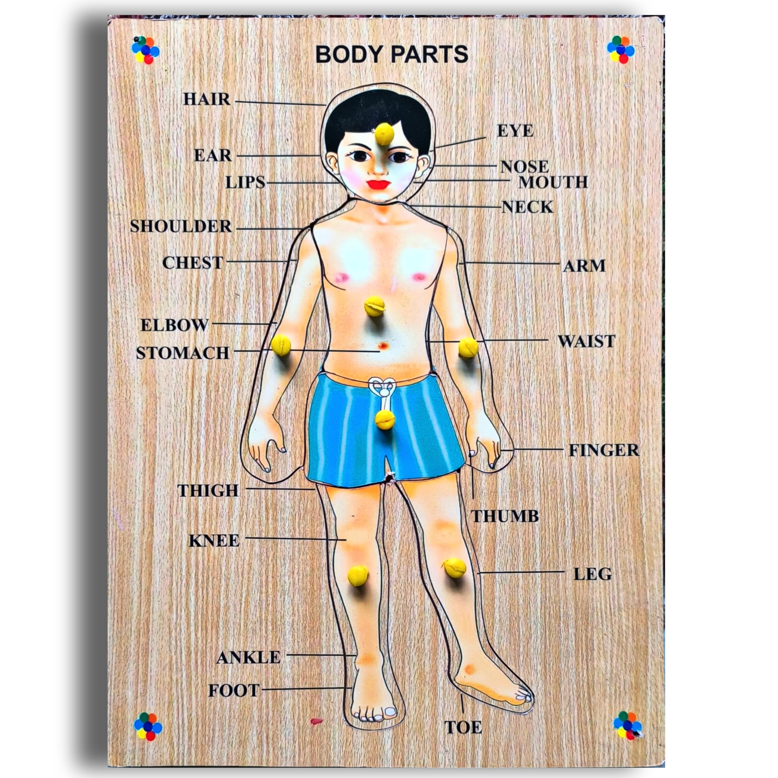 LABOCHEM 3D Wooden Human Body Parts Puzzles Toys for Kids,Human Body Parts Educational Learning Board Puzzle Toy (B0DB6BP6QT) Amazon Price History, Amazon Price Tracker