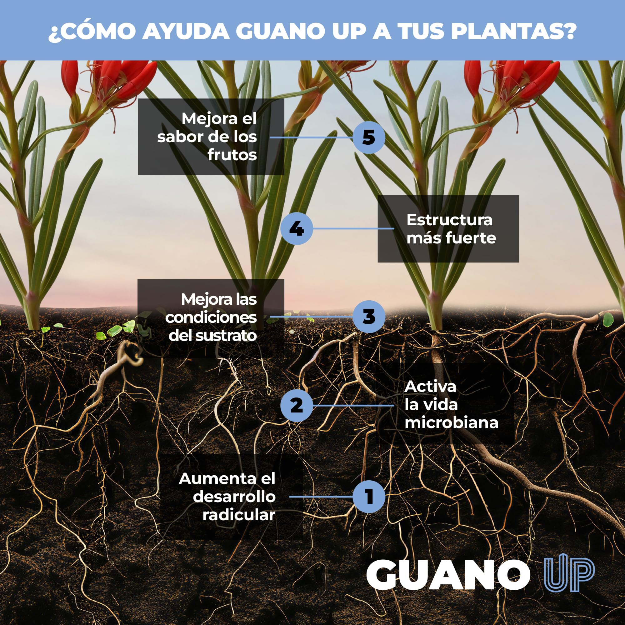 UP NUTRIENTS Fertilizante GUANO UP de Murcielago 100% Natural 1 Kg | Abono Natural con Cal Dolomita | Plantas y Cultivos | Agricultura Ecologica Floracion Intensa, Mejora Sustrato y Crecimiento