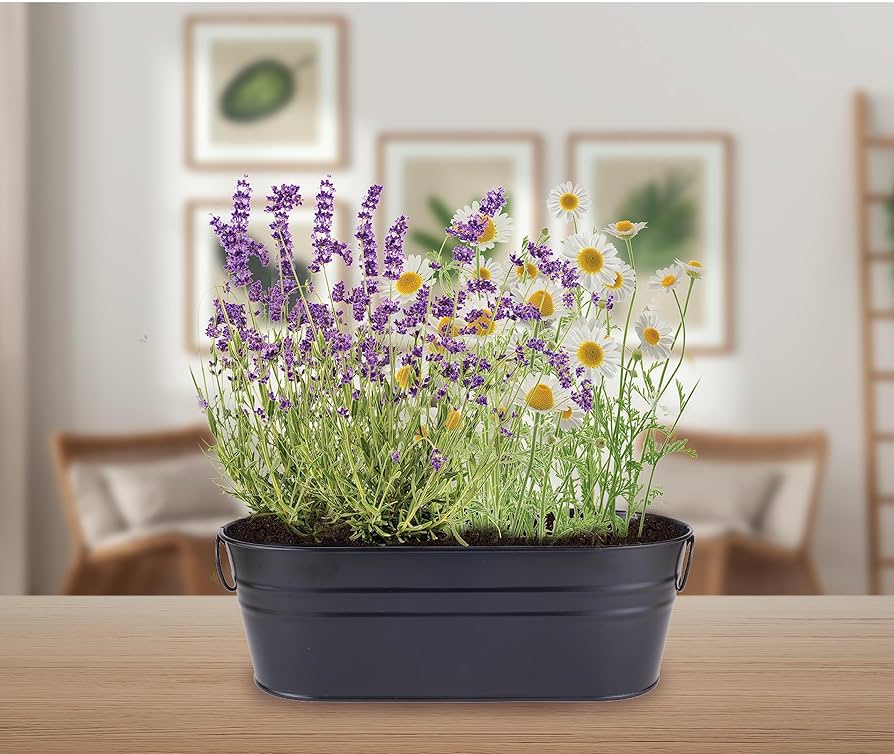 【Fogdawn】[X SWINGSET] Daisy Crystal Hairpin (lavender) Amazon.com: Buzzy Seeds Chamomile & Lavender | Herb, Plant