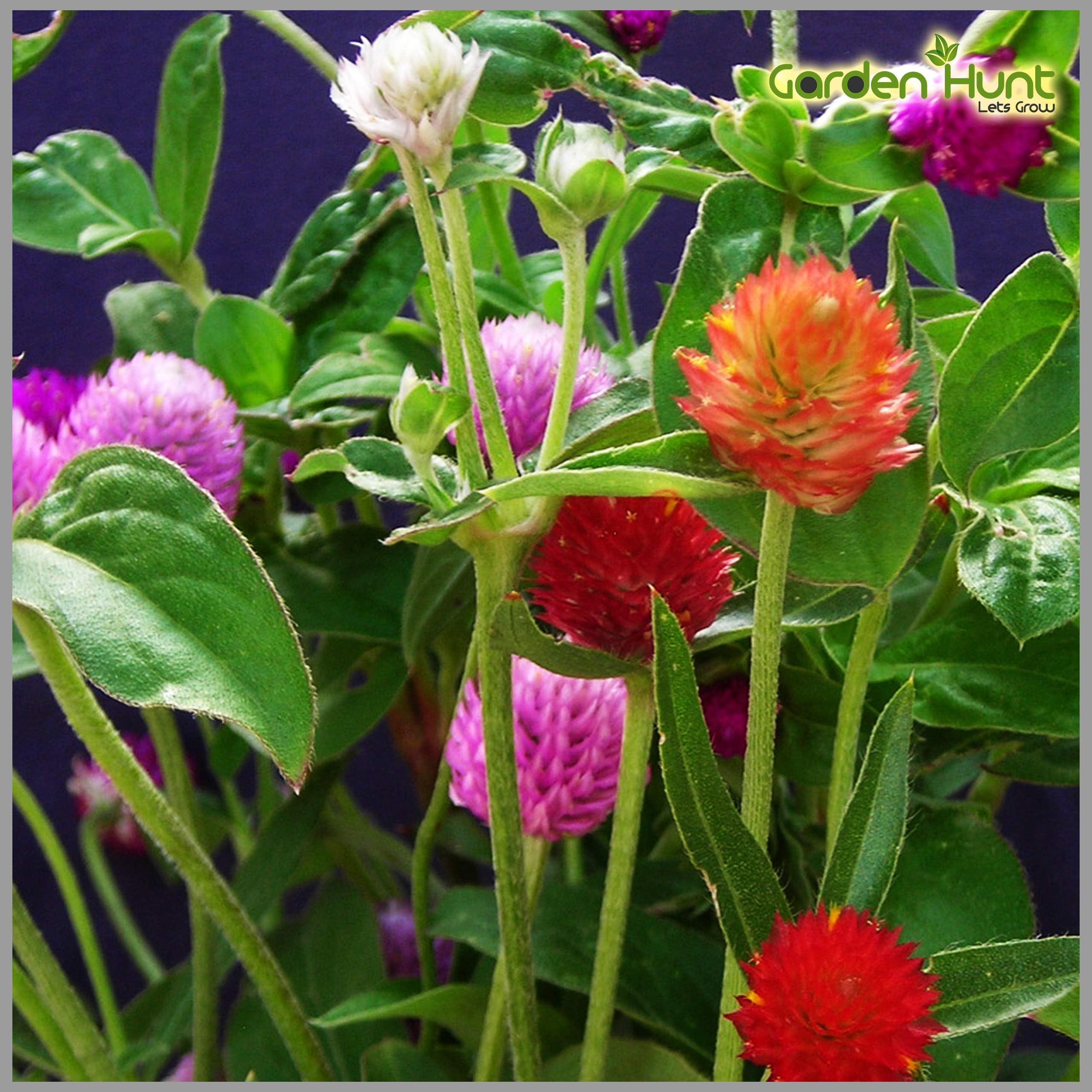 GardenHunt Gomphrena (Mixed Color) Flower Seeds (Pack of 50 Seeds) - GardenHunt