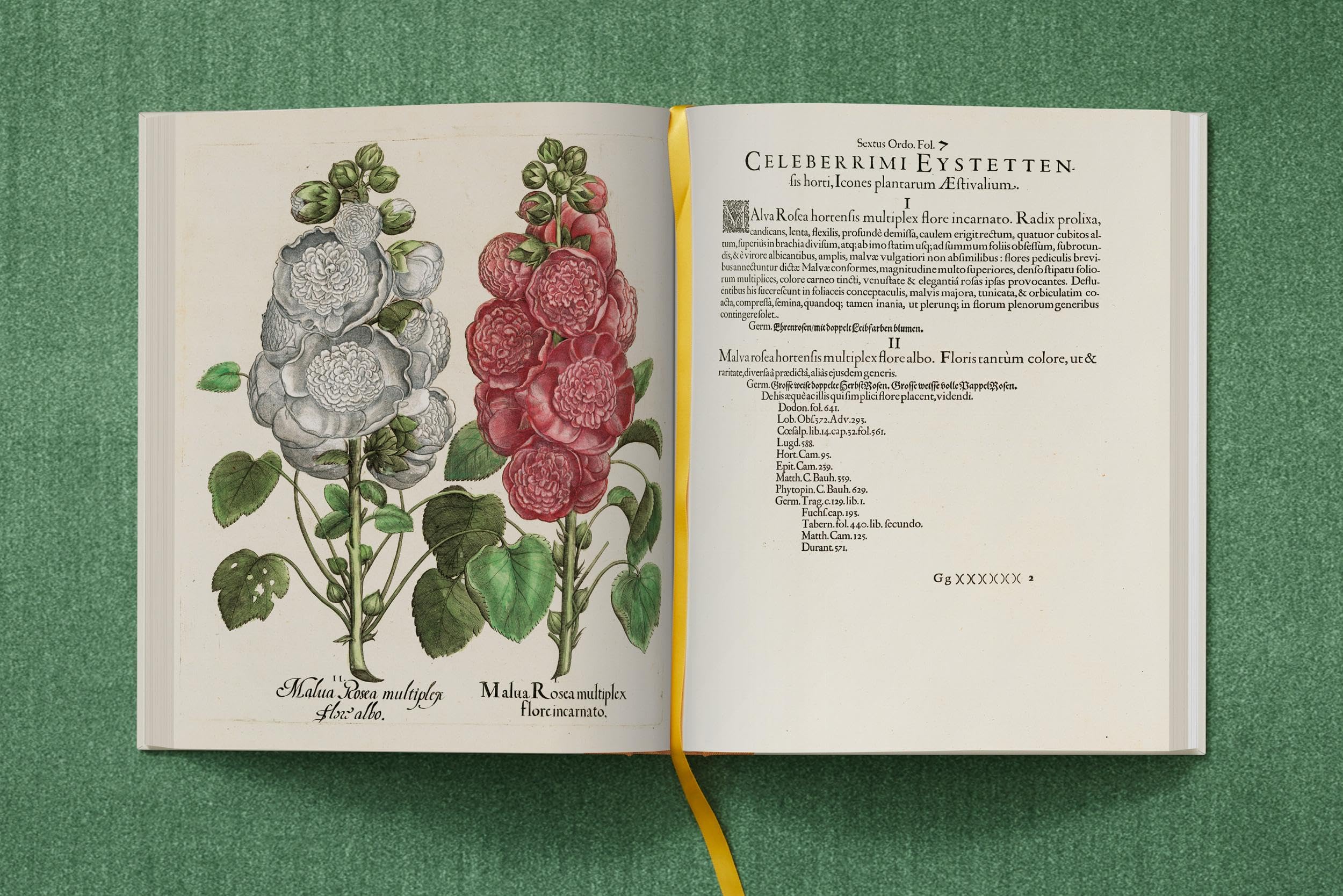 Basilius Besler: The Garden at Eichstätt: 1-3