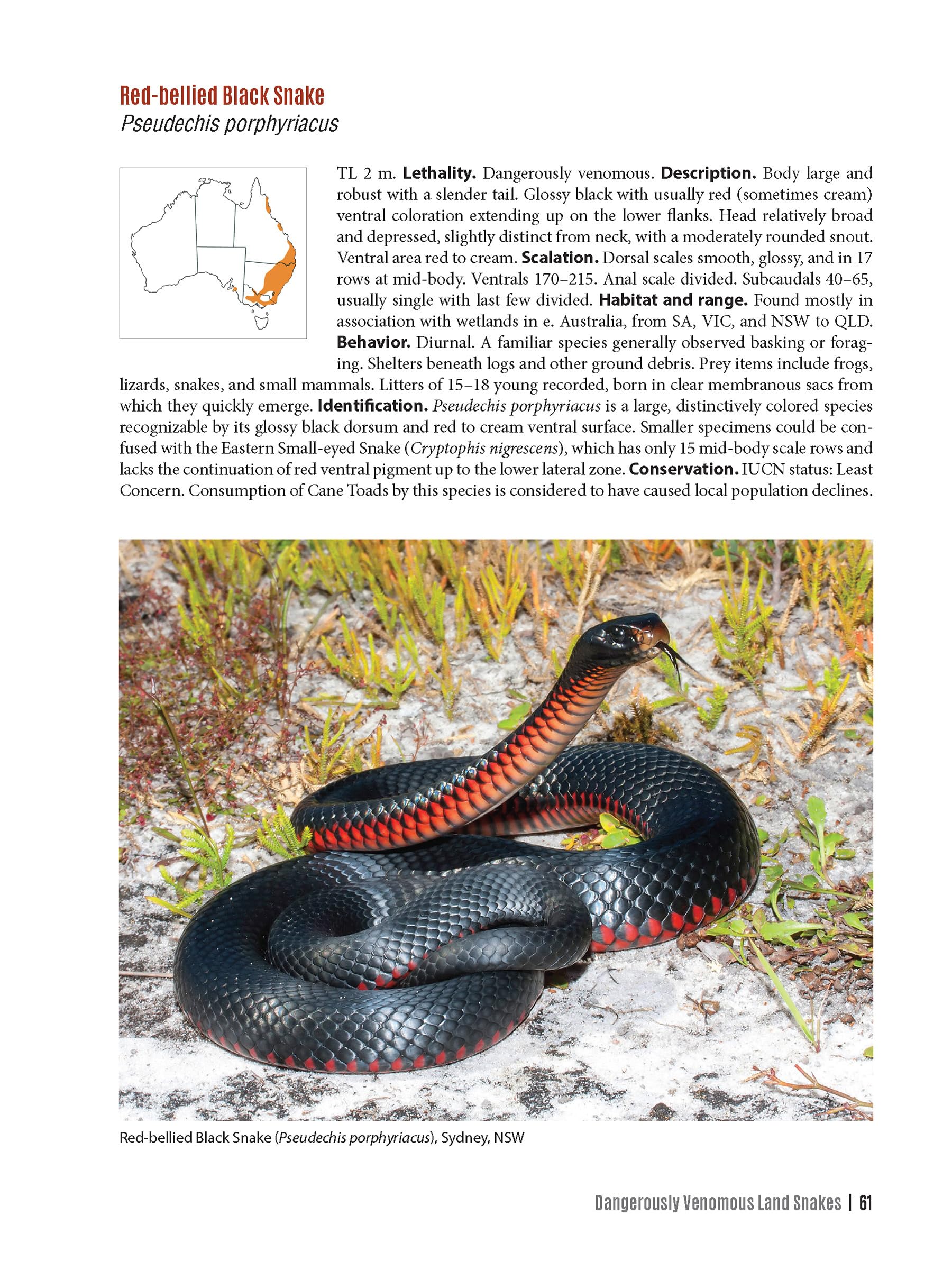 Dangerous Snakes of Australia: A Guide to Their Identification, Ecology, and Conservation (Zona Tropical Publications / Hellbender) - Image 7