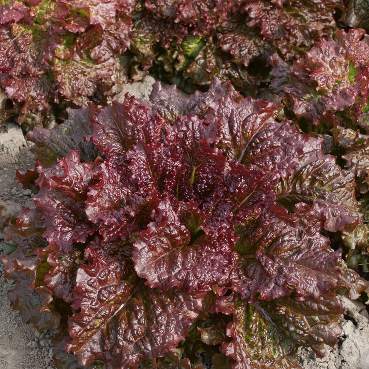 Melinda Leaf Lettuce Seeds - 4 Oz ~100000 Seeds - Non-GMO - Vegetable Garden - Lactuca Sativa