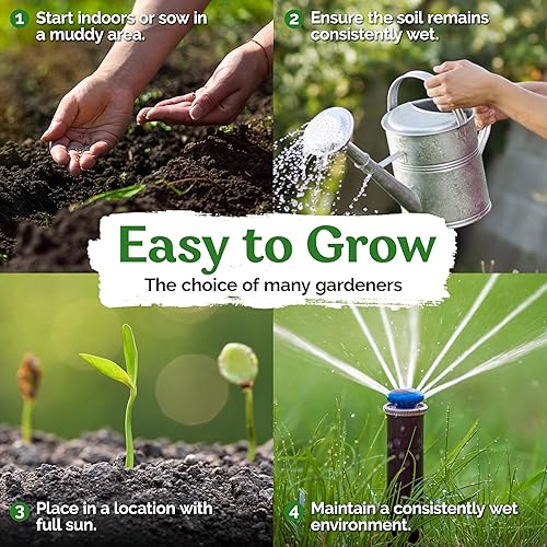 Miniatura 3 de KVITER 200 colas de gato (Typha latifolia) - Semillas de espadaña, semillas de plantas de pantano - Perennes altas y resistentes, plantas acuáticas