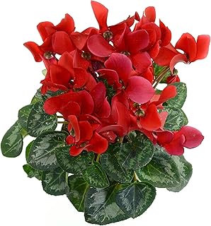 Flowering Plants - Cyclamen 'Rouge VIF' - 4 x Full Plant Pack - Garden Ready +Ready to Plant - Premium Quality Plants