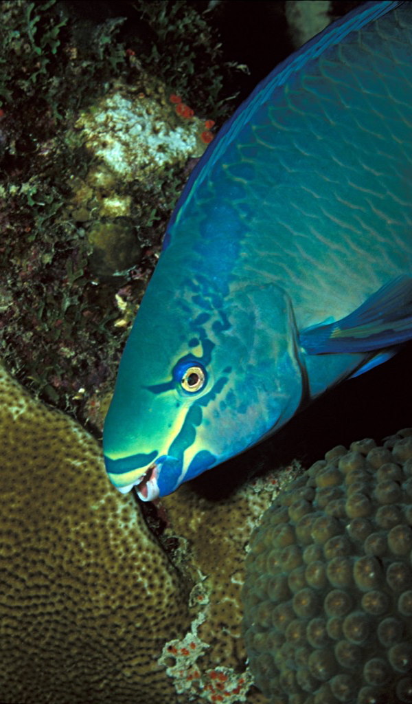 Parrot Fish Wallpaper &ndash; HD Wallpapers of Parrot Fish!:Amazon.es