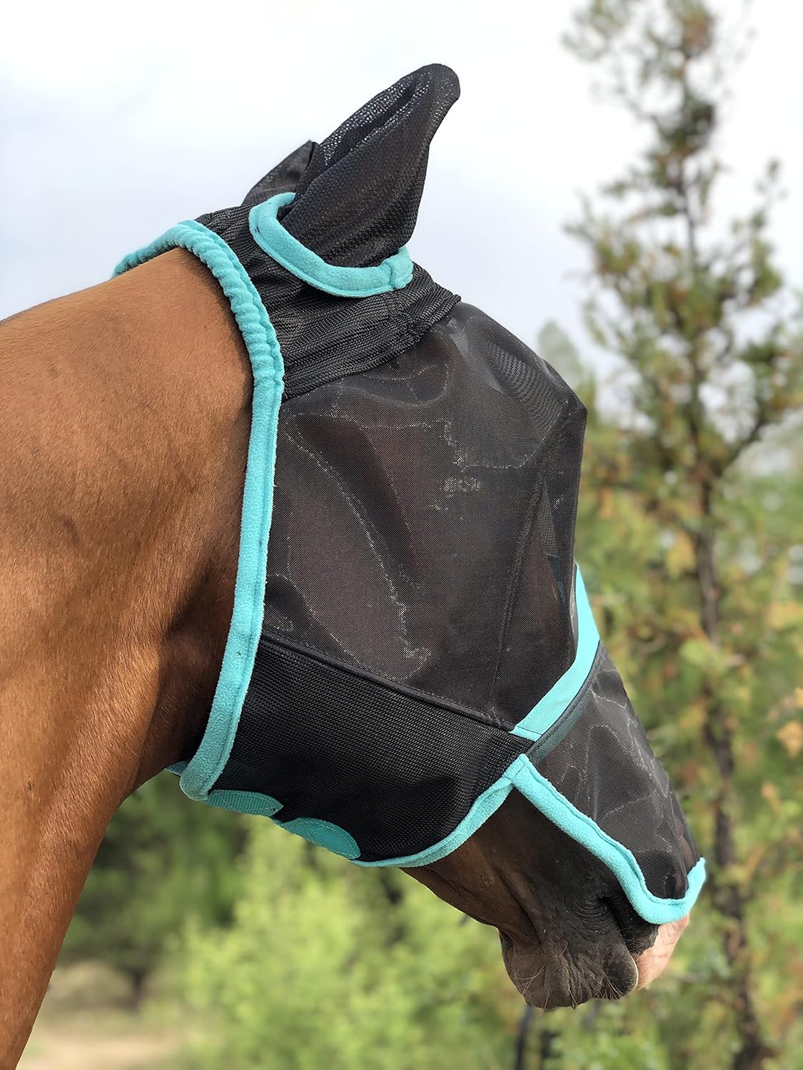 TGW RIDING Horse Mask Full Face Mesh Fly Mask Fine Mesh with Ears and Long Nose (Warmblood, Black/Turquoise) : Pet Supplies