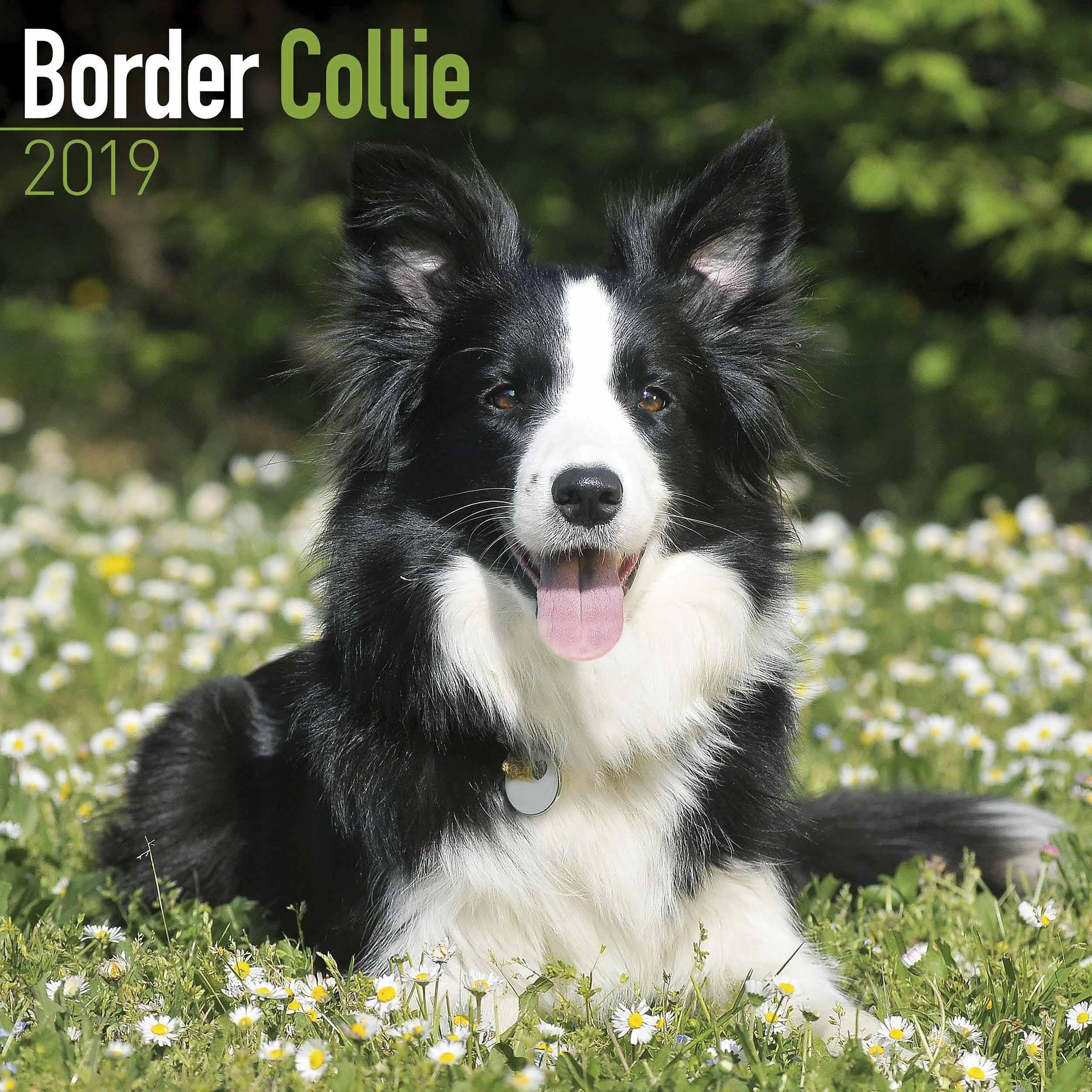 Border Collie Calendar 2019 (Square) Calendar – 1 July 2018