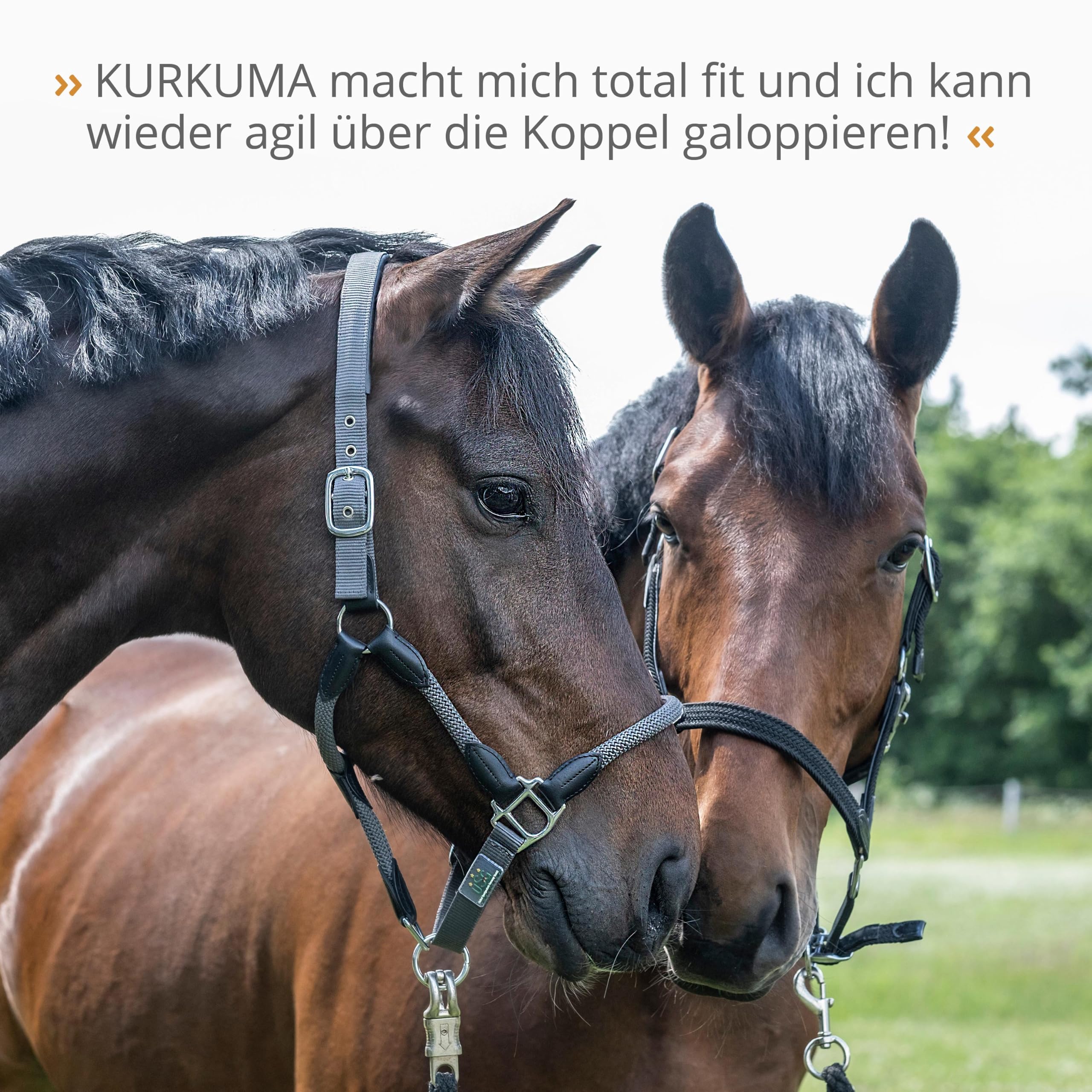 STRÖH Kurkuma flüssig für Pferde - Mit Hyaluronsäure - 1L Dosierflasche