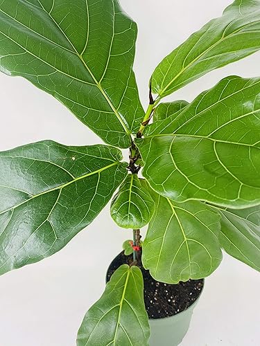 Miniatura 2 de Jmbamboo Ficus Lyrata Planta en maceta de 6 pulgadas, también llamada higuera de hoja de violín o Pandurata
