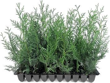 Leyland Cypress, 5 Upright Evergreen