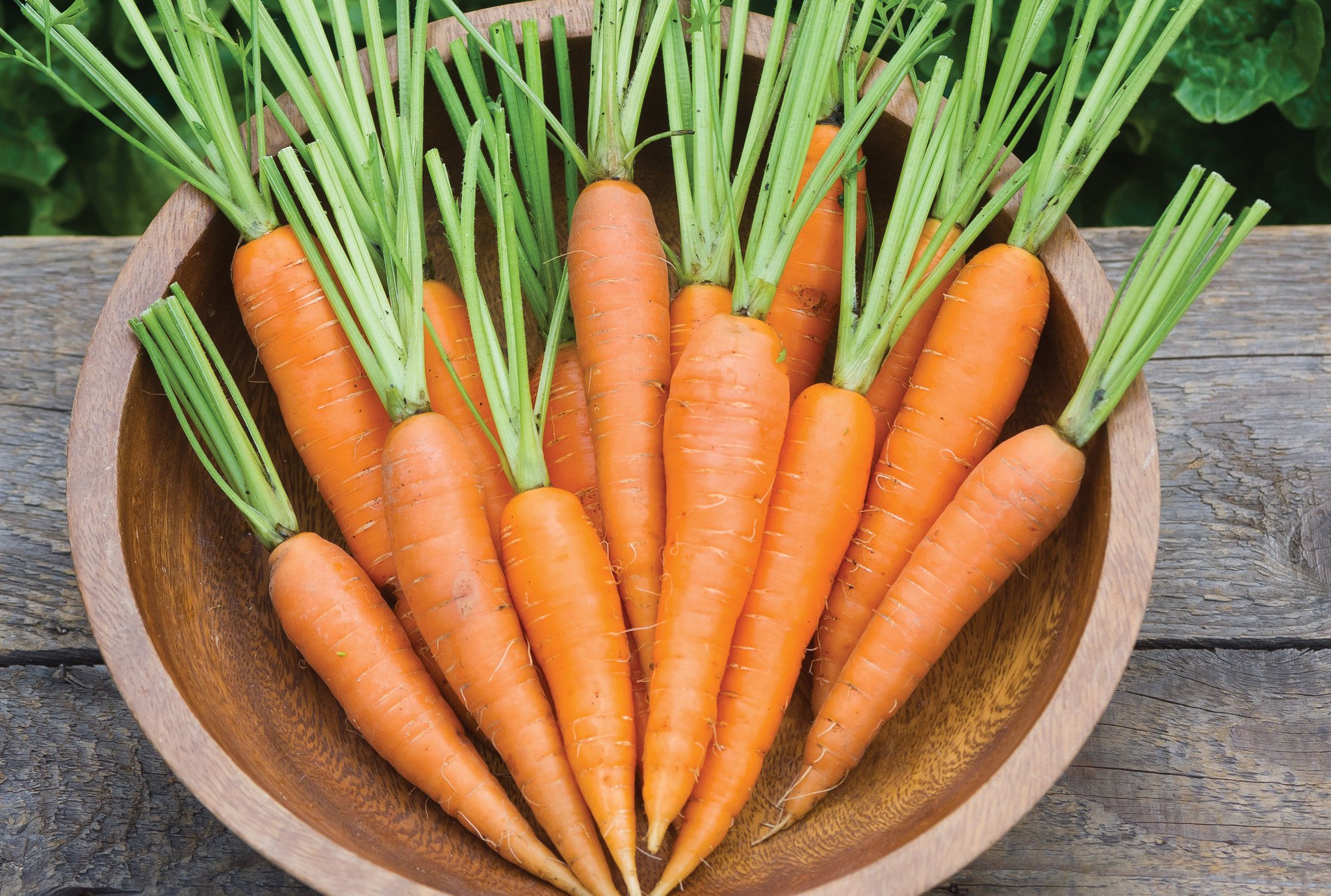Krypton Krypton Baby Carrots, Shin Kuroda 50 Seeds x 2 Packets by Go Green (B01MQXNMK2) Amazon Price History, Amazon Price Tracker