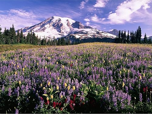 Miniatura 2 de ART.COM Lienzo decorativo para pared, diseño de flores silvestres en el Parque Nacional del Monte Rainier por Stuart Westmorland, decoración de