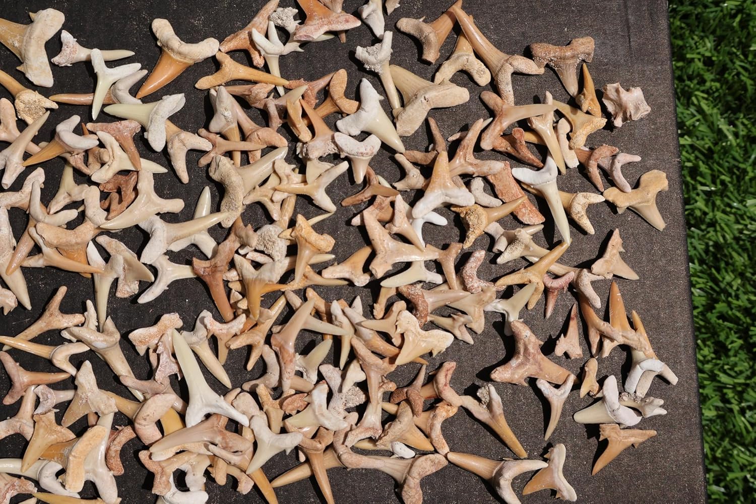 Great Collection of Shark Teeth Fossil Shark Teeth Fossils for Kids Fossils from Morocco A250