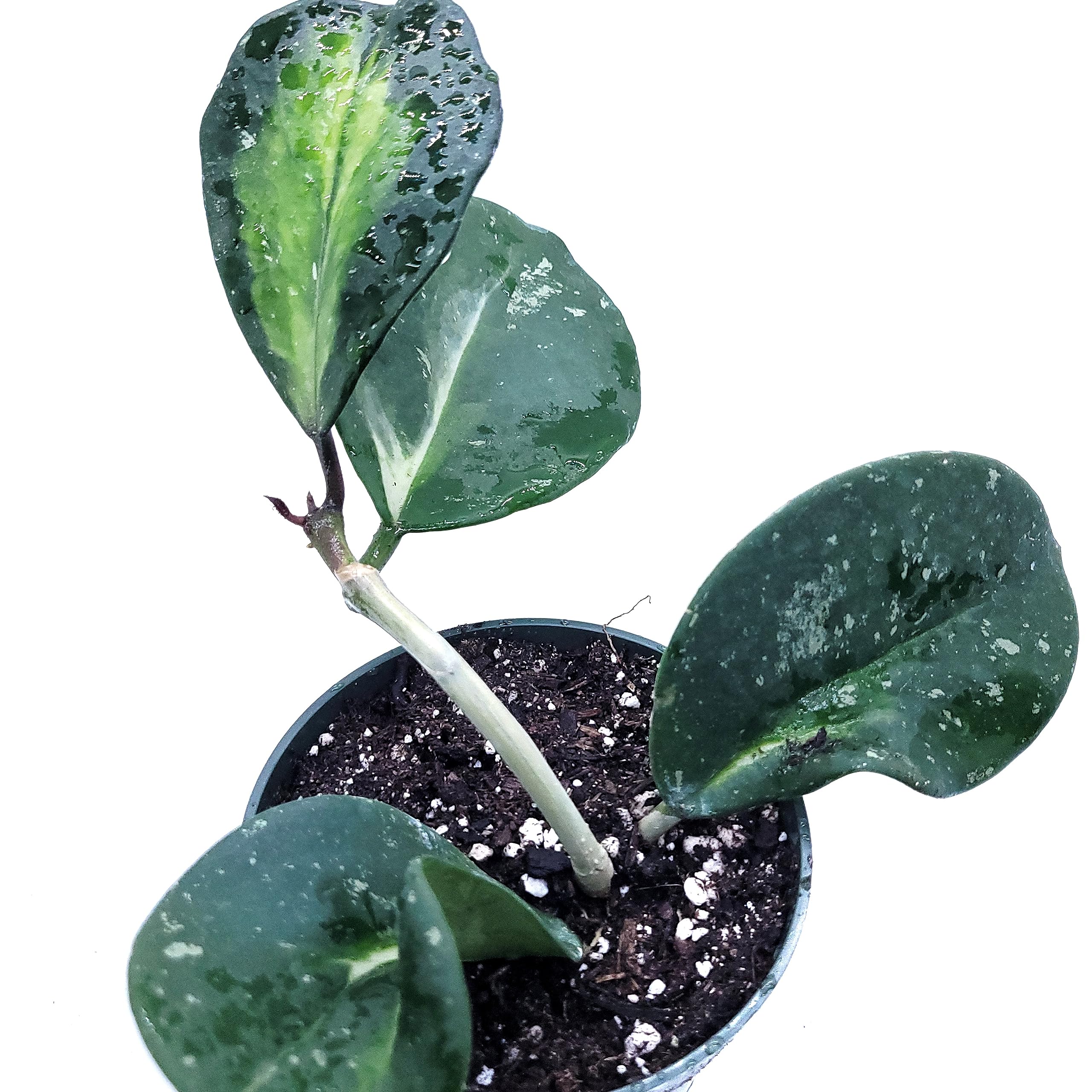 groe ufopflanze Pilea peperomioides (Ufo-Pflanze / Chinesischer Geldbaum)  Jungle Leaves