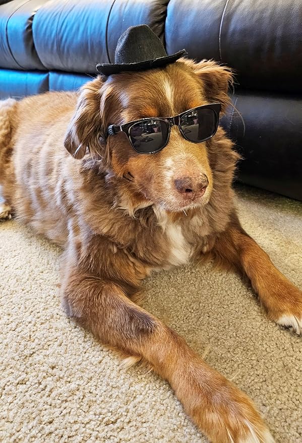 Disfraz para Perro Gafas Retro y Sombrero Fedora Ajustable Talla Mediana miniatura 4