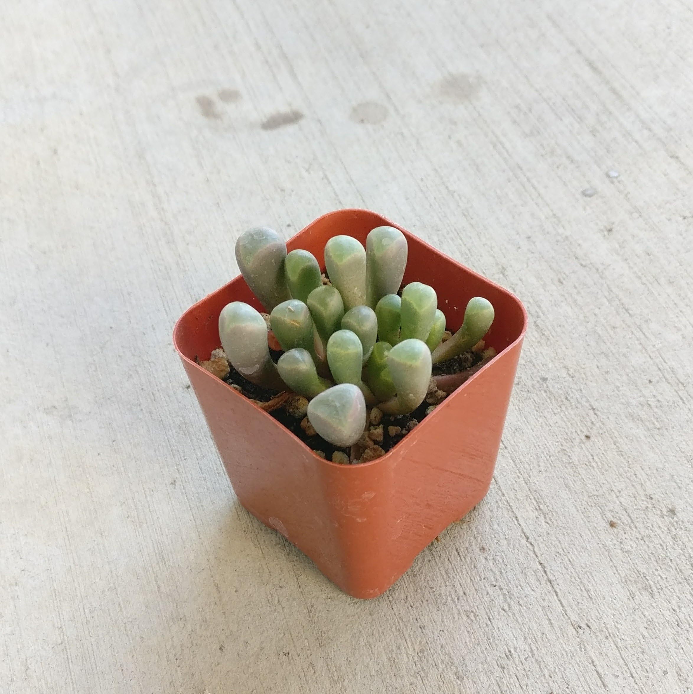 Baby Toes Fenestraria Aurantiaca Succulent (2 inch)