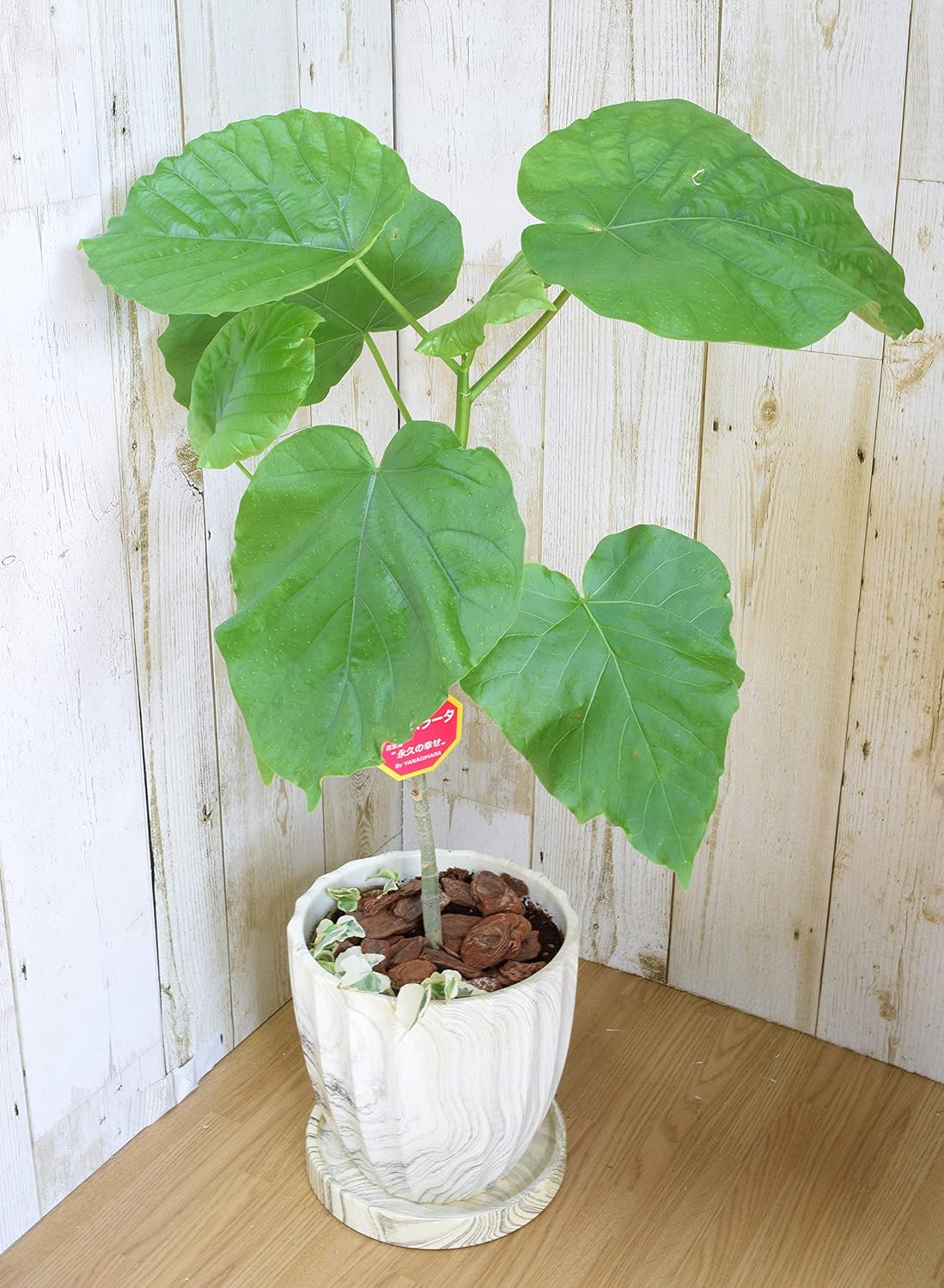 Amazon ハート形の大きな葉っぱが人気 ウンベラータ ホワイトウッド調陶器鉢 鉢底より70cm前後 人気観葉植物 インテリア グリーン 記念日 お祝い 開店 オープン記念 フルールココ 観葉植物