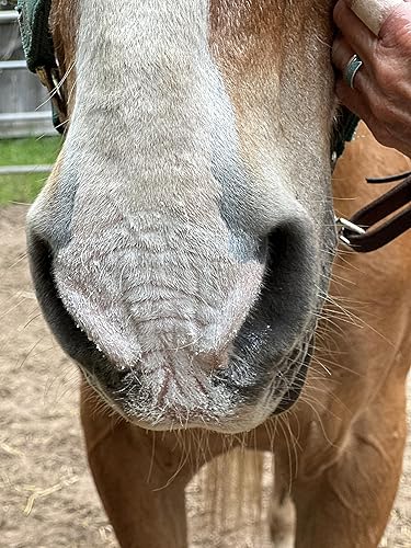 Miniatura 8 de Protector solar para caballos Pure Sole Sun Block Cream  Protección solar de nariz y piel sensible de caballo rosa  Fabricado con ingredientes