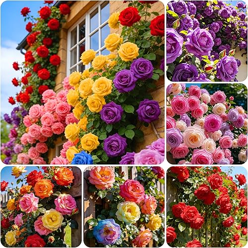 Más de 300 semillas de rosales trepadoras para plantar al aire libre: planta con flores perennes para enrejados, cenadores, bordes de jardín