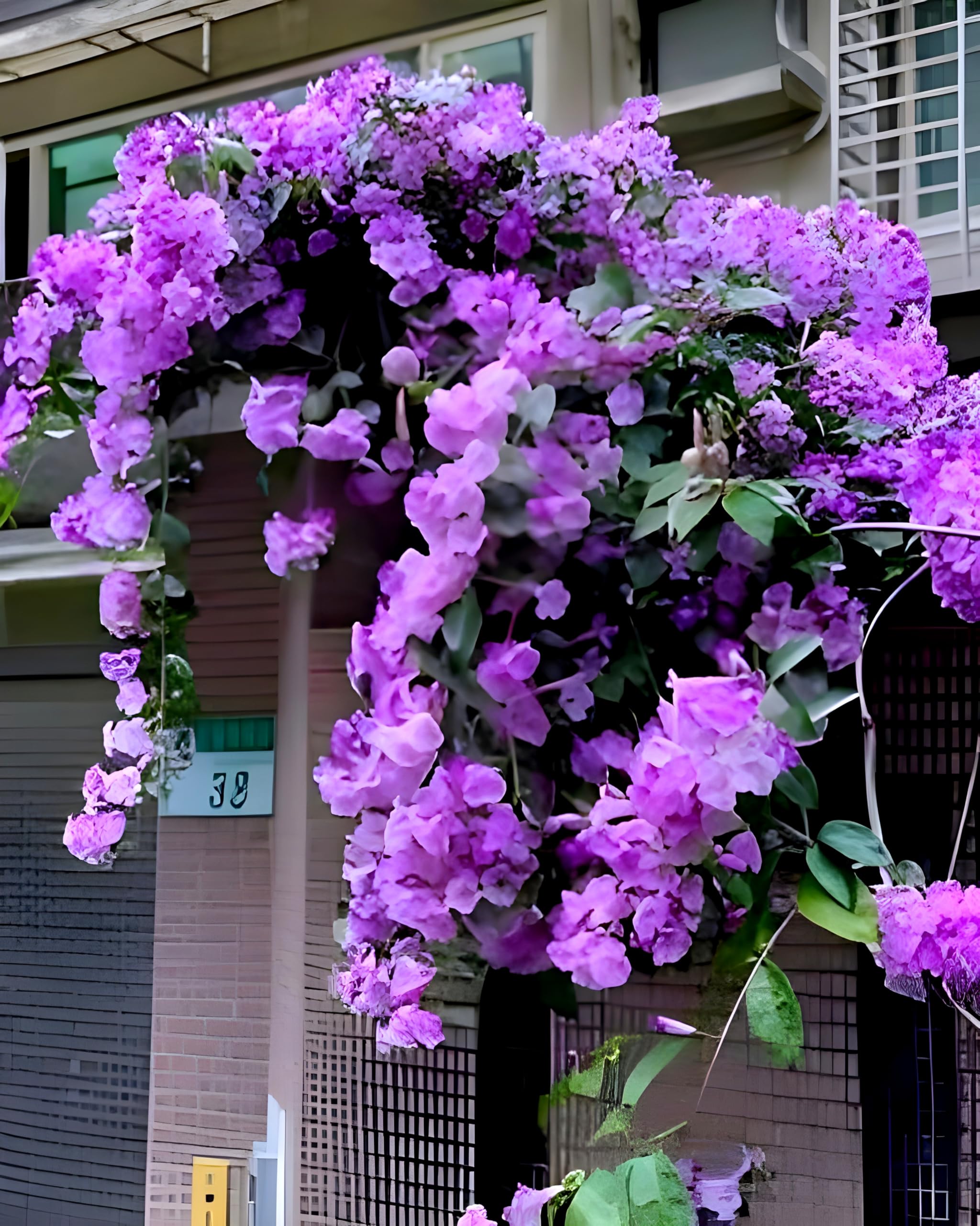 REMASLARIC-"Garlic Vine"Lahsun Bel Mansoa Alliacea Flower Plant Healthy Imported Hybrid Quality plant Pack of1 With Pot (B0DCVY46HZ) Amazon Price History, Amazon Price Tracker