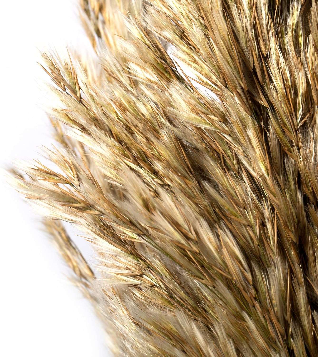 Afloral Natural Ivory Preserved Plume Reed Grass - 36-40"