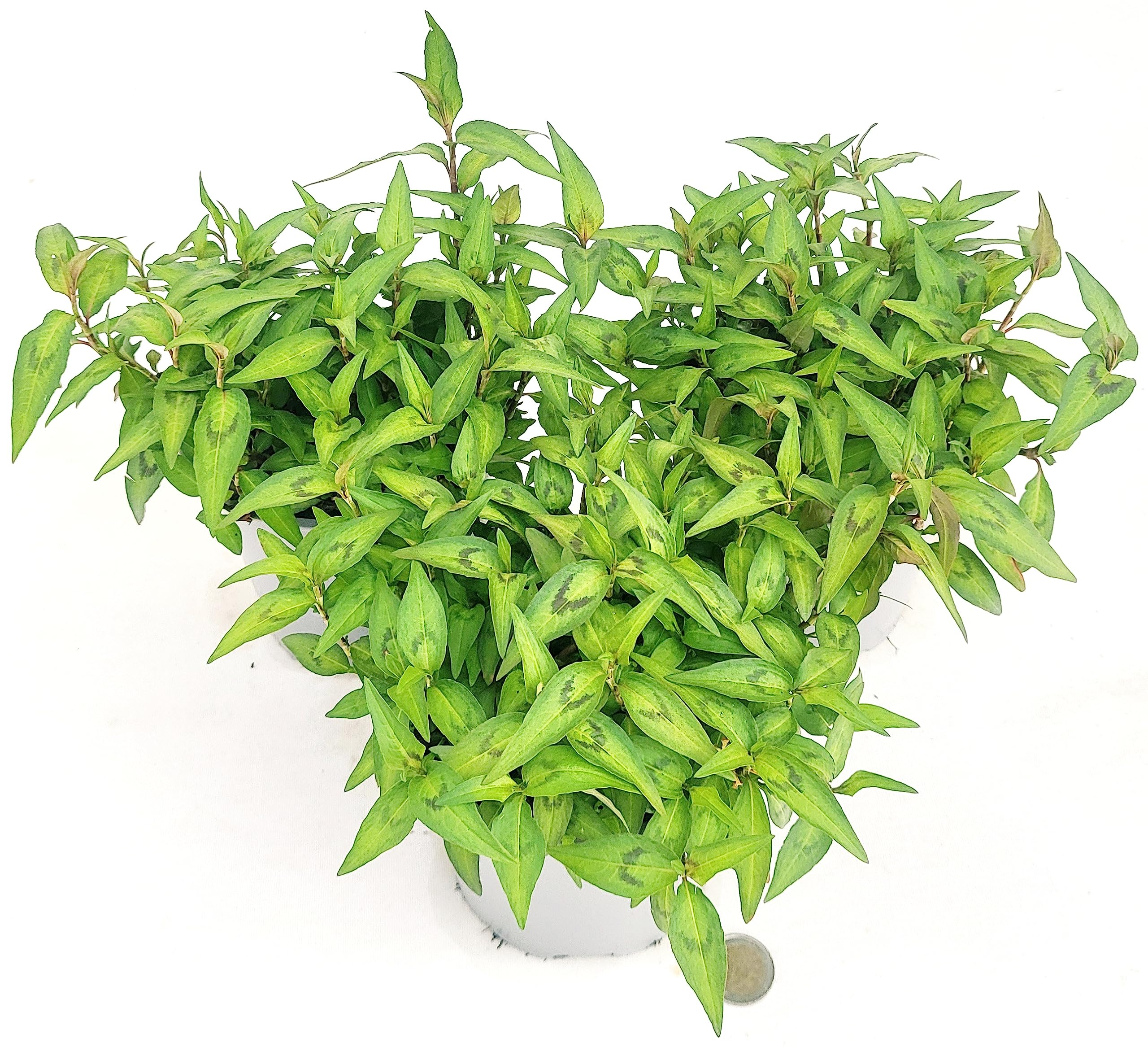 POWERS TO FLOWERS - PERSICARIA ODORATA BIO, CORIANDOLO DEL VIETNAM, 3 PIANTE, VASO 14cm, piante vere