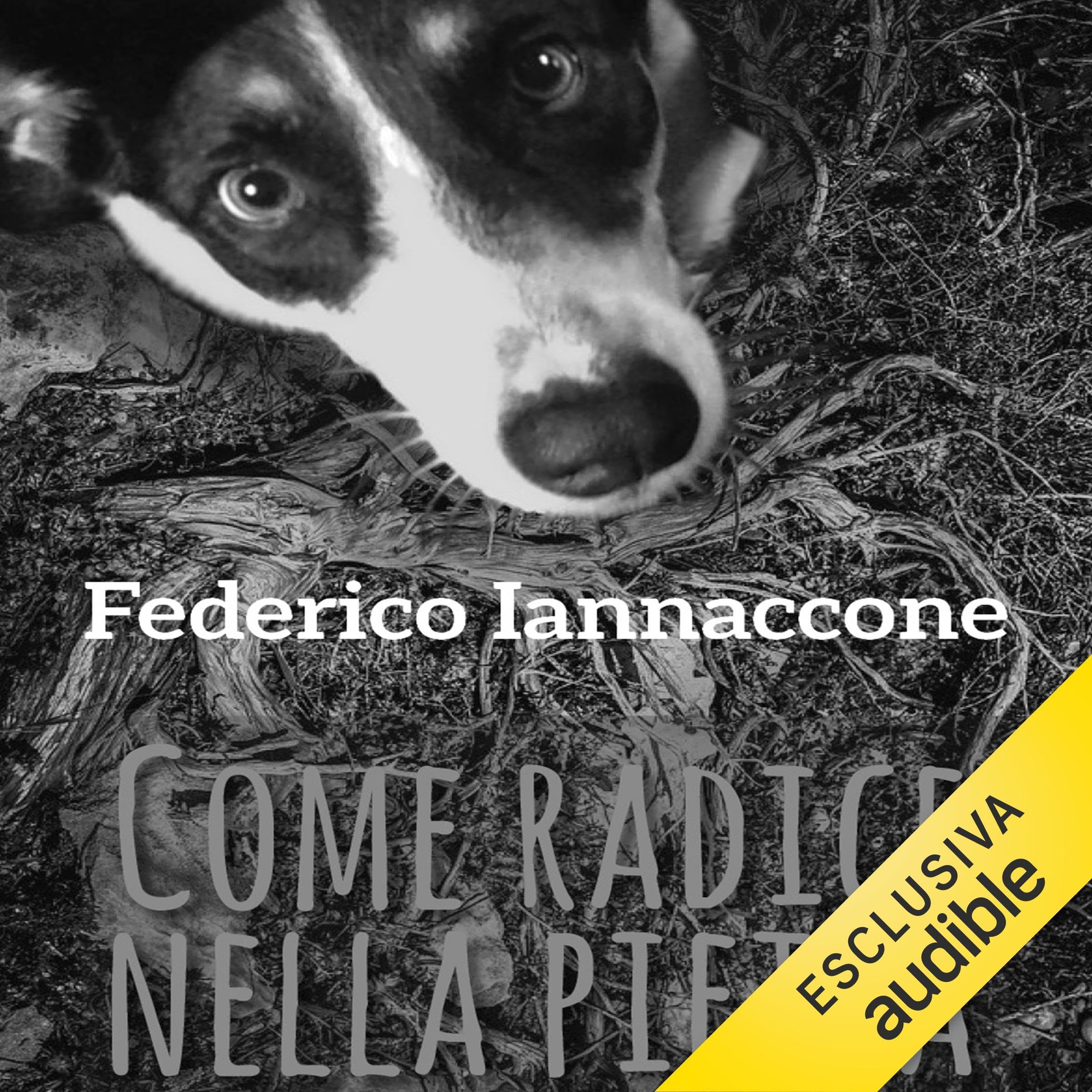 Come radice nella pietra