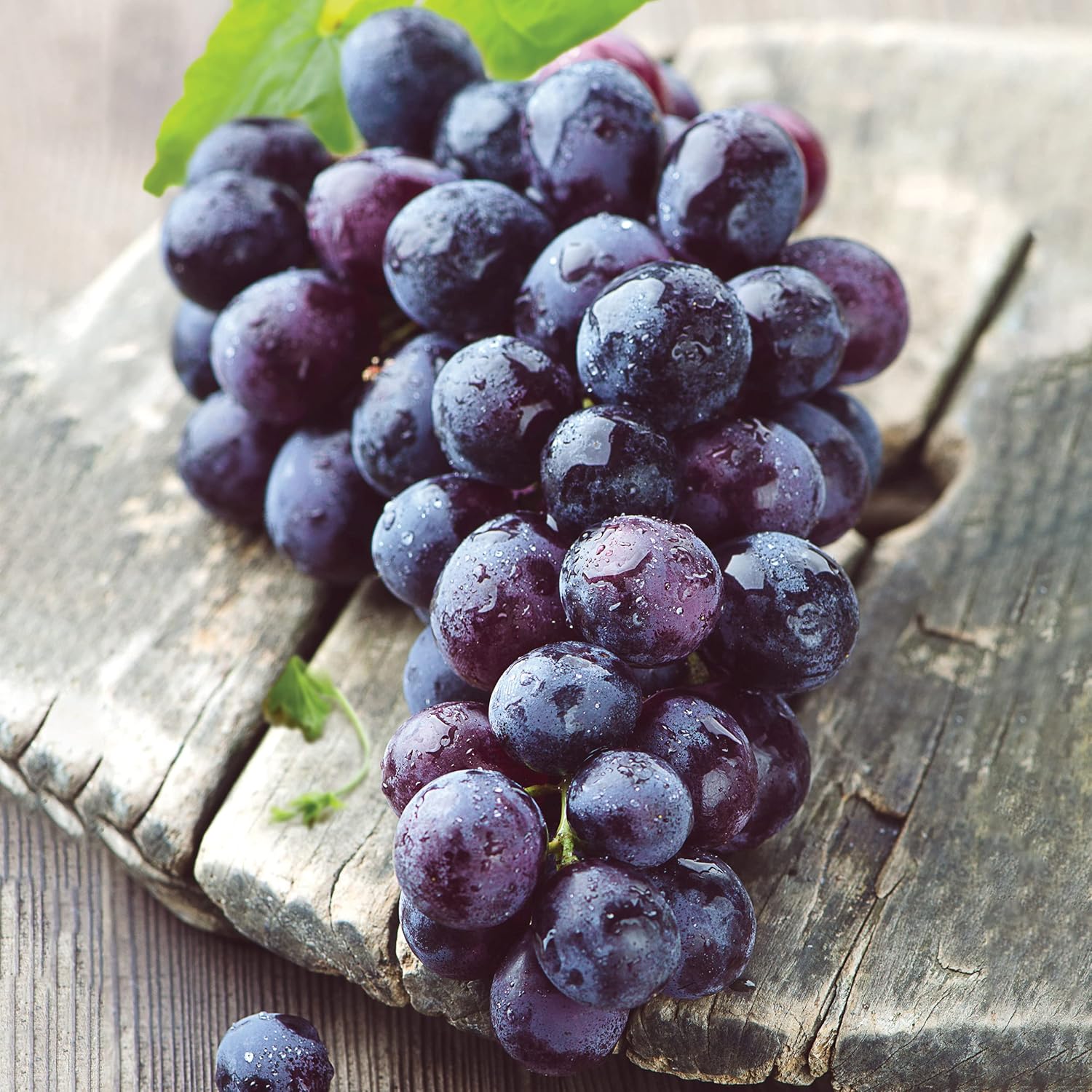 Garden State Bulb Concord Seedless Grape, Bare Root, Non-GMO, Spring Planting (Bag of 2)